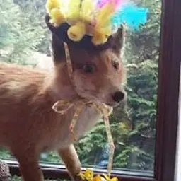 Foxa Finnegan - comedian