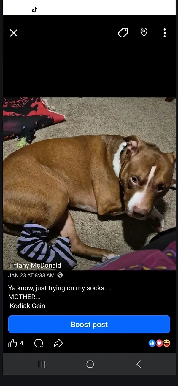 Tiffbot photo